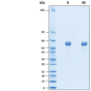 R&D Systems Recombinant Human SCG3 His-tag Protein CF (50 UG