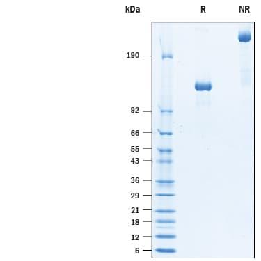 R&D Systems rcynoTie-2 Fc CF (100 UG)