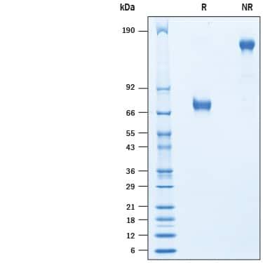 R&D Systems rCynoTNF RII Fc CF (50 UG)