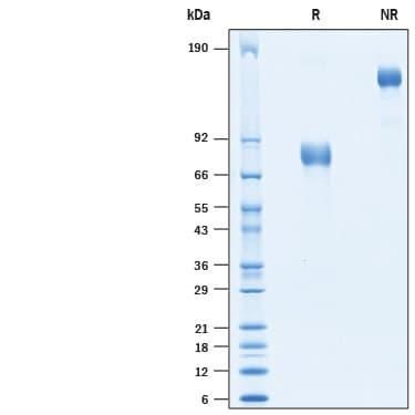 R&D Systems rhuPAR Fc CF (100 UG)