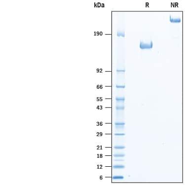 R&D Systems rmCD96 Fc CF (50 UG)
