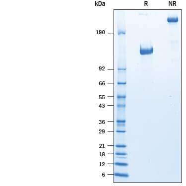 R&D Systems rhFPRP Fc CF (50 UG)