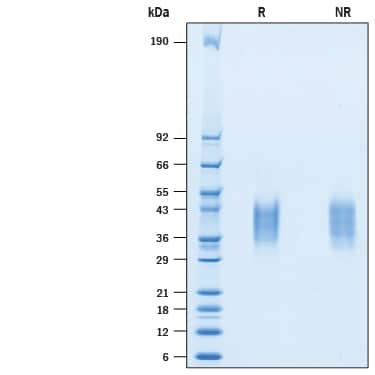 R&D Systems rcynoVISTA/B7-H5 His (100 UG)
