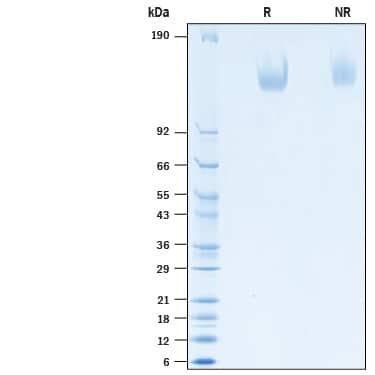 R&D Systems Recombinant Human MEGF9 His-tag Protein CF (50 U