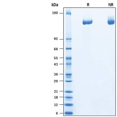 R&D Systems Recombinant Human Plexin A3 His-tag Protein CF (