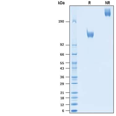 R&D Systems Recombinant Cynomolgus Monkey ErbB2/Her2 Fc Prot