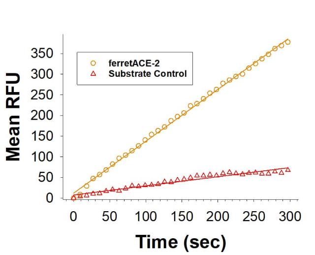 R&D Systems Recombinant Ferret ACE-2 His-tag Protein CF (20