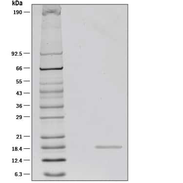 R&D Systems Recombinant Human TWEAK/TNFS