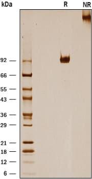 R&D Systems Recombinant Mouse IL-31 RA Fc Chimera Protein C