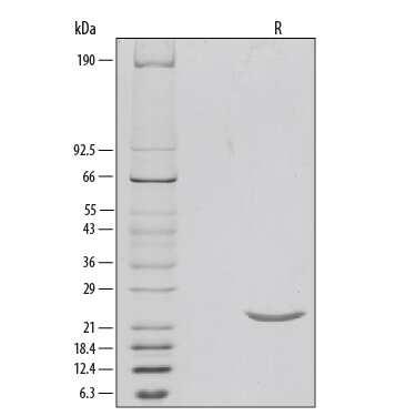 R&D Systems Recombinant Human Sonic Hedg