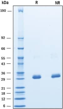 R&D Systems Recombinant Human BTN3A3 His-tag Protein CF (50