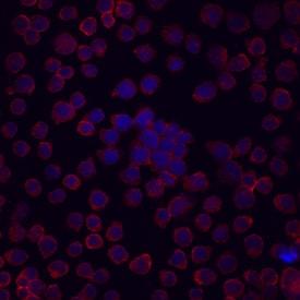 R&D Systems Human Endoglin/CD105 Biotiny