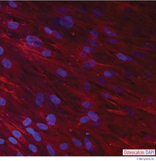 R&D Systems StemXVivo Human Osteogenic S
