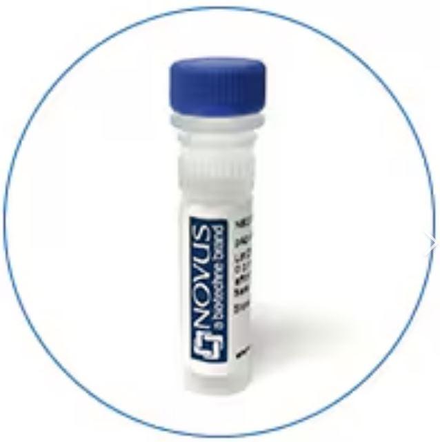 Novus PINK1 Antibody [Alexa Fluor (R) 40