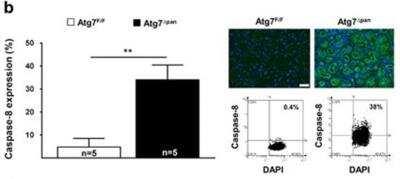 Novus active/cleaved Caspase 8 Antibody,
