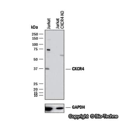 Novus CXCR4 Antibody, 0.1 mg