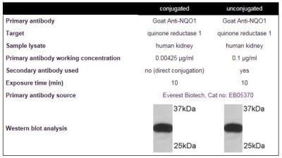 Novus Lightning-Link HRP Antibody Labeling Kit