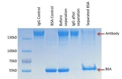 Novus BSA Removal Antibody Purification