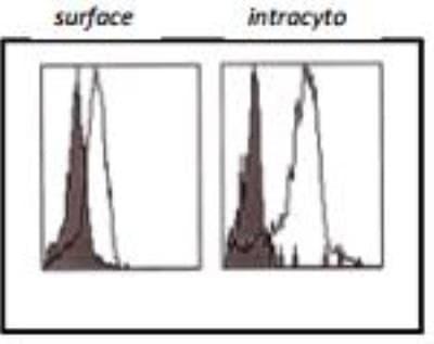 Novus CLEC10A/CD301 Antibody (125A10.03)
