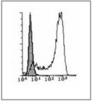 Novus CD1a Antibody (214A9.01), 0.1 mg