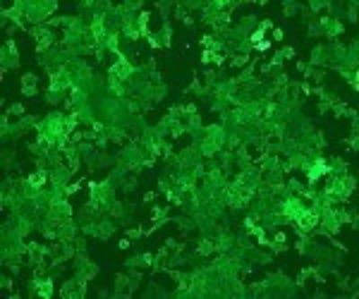 Novus CD40/TNFRSF5 Antibody (mAb89), 0.1