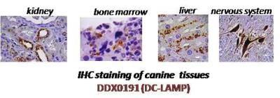 Novus DC-LAMP Antibody (1010E1.01), 0.1