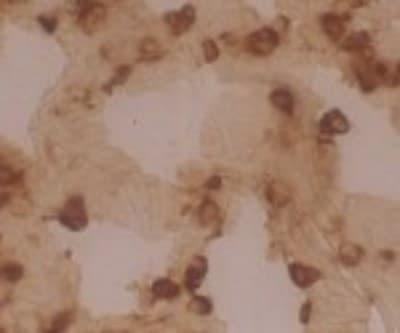 Novus DC-LAMP Antibody (109G3), 0.1 mg