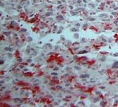 Novus DC-SIGN/CD209 Antibody (102E11.06)