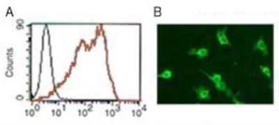Novus DC-SIGN/CD209 Antibody (109H12.03)