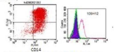 Novus DC-SIGN/CD209 Antibody (109H12.03)