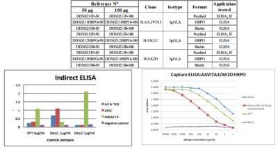 Novus DERP1 Antibody (H.AA.IV7A3), 0.1 m