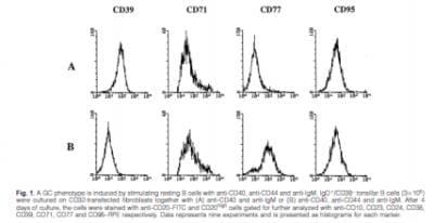 Novus CD39/ENTPD1 Antibody (AC2.5), 0.1
