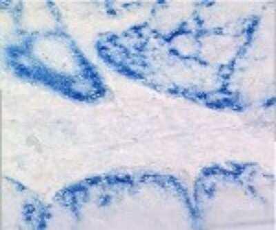 Novus CCL20/MIP-3 alpha Antibody (319F6.