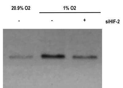 Novus HIF-2 alpha/EPAS1 Antibody (ep190b
