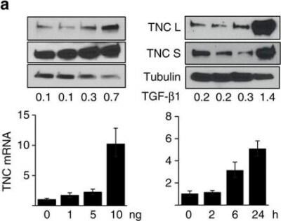 Novus Tenascin C Antibody (4C8MS), 0.1 m