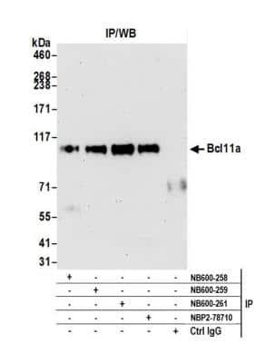 Novus Ctip1 Antibody, 0.1 ml