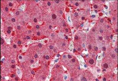 Novus Argininosuccinate Synthase Antibod