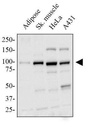 Novus PGC1 alpha Antibody, 0.1 ml
