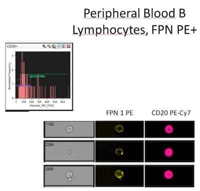 Novus Ferroportin/SLC40A1 Antibody [PE],