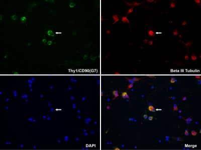 Novus CD90/Thy1 Antibody (G7), 0.5 mg
