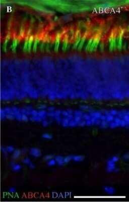 Novus ABCA4 Antibody (3F4), 0.1 ml