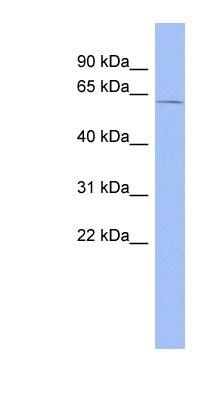 Novus ZRSR2 Antibody, 100 uL