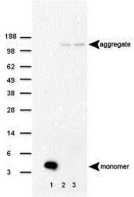 Novus beta Amyloid Antibody (MOAB-2), 0.