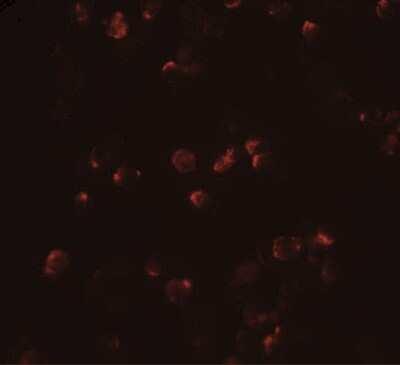 Novus IL-22 Antibody, 0.1 mg
