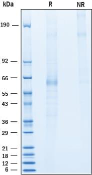 R&D Systems Recombinant Human Angiopoietin-like 1 Flag-tag