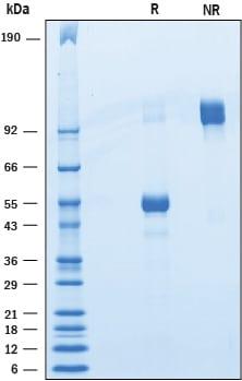 R&D Systems Recombinant Human BTNL10/Butyrophilin-like 10 F