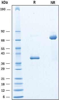 R&D Systems Recombinant Human CD9-LEL Fc Chimera Protein CF