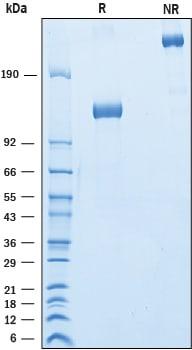 R&D Systems Recombinant Cynomolgus Siglec-2/CD22 Fc Chimera