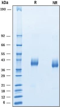 R&D Systems Recombinant Human VSTM2A His-tag Protein CF (50