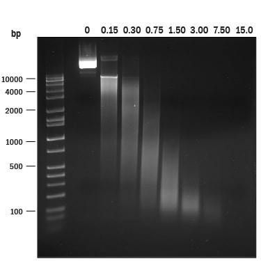 R&D Systems Recombinant S. marcescens NucA Protein CF (20 U